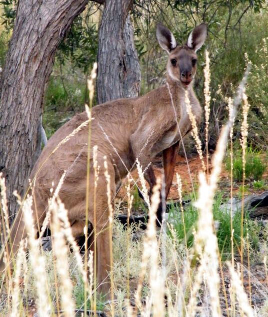 Male Western Grey Kangaroo photo